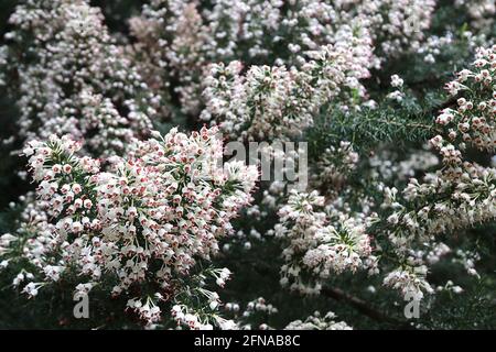 Erica arborea var. alpina Tree Heather – Rispen aus kleinen, urnenförmigen weißen Blüten, Mai, England, Großbritannien Stockfoto