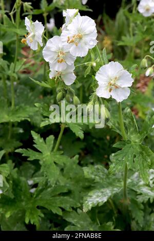 Geranium phaeum ‘Album’ Dusky Cranes Bill Album - weiße Blumen und frische grüne gelappte Blätter, Mai, England, Großbritannien Stockfoto