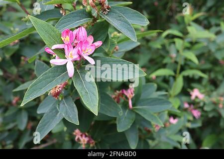 Lonicera tatarica ‘Hack’s Red’ Tatarian Honeysuckle Hack’s Red – purpurrote Blüten und dunkelgrüne eiförmige Blätter, Mai, England, Großbritannien Stockfoto