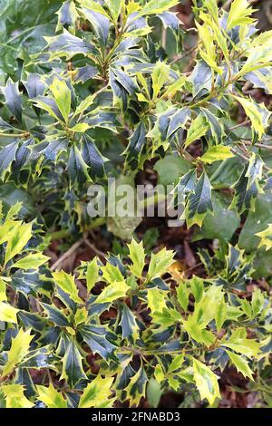 Osmanthus heterophyllus ‘variegatus’ buntes Stechpalmblatt – dunkelgrüne ovate Blätter mit olivgrünen Rändern und weichen Dornen, Mai, England, UK Stockfoto