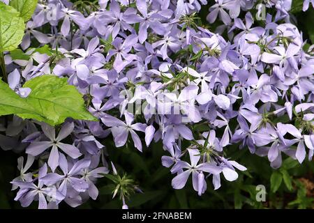 Phlox divaricata ‘Clouds of Perfume’ Waldphlox Clouds of Perfume – sternförmige, lila blaue Blüten, Mai, England, Großbritannien Stockfoto