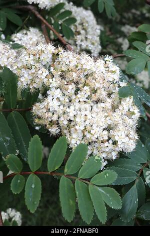 Sorbus aucuparia Rowan – dichte Cluster aus winzigen weißen Blüten und dunkelgrünen gezackten Blättern, Mai, England, Großbritannien Stockfoto