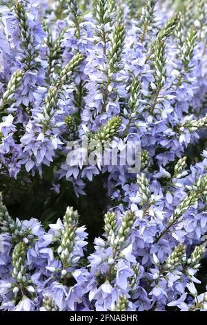 Veronica prostrata ‘Spode Blue’ Prostrate Speedwell Spode Blue – blassblaue glockenförmige Blüten mit violetten Staubfäden an Blütenspitzen, Mai, England, Großbritannien Stockfoto