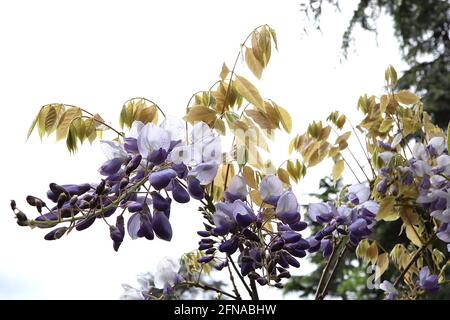 Wisteria floribunda ‘Multijuga’ Japanische Glyzinie Multijuga – Lavendelblüten mit einem schwachen zentralen gelben Streifen, violetten Flügeln und violetten Spitzen, Stockfoto