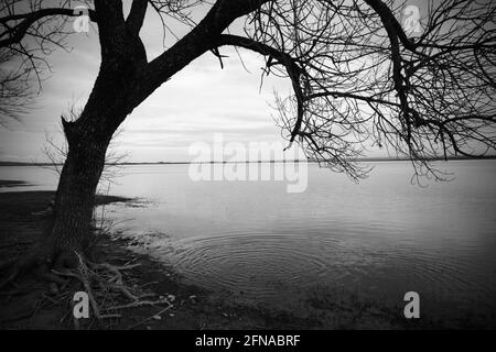 Trockener Baum an der Küste in schwarz-weiß Stockfoto