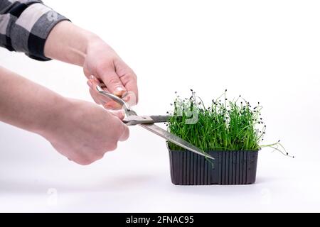 Die Hände der Frau schneiden mit einer großen Metallschere mikrogrüne Zwiebeln. Microgreen Sprossen auf weißem Hintergrund und weibliche Hände mit Schere. Das Gemüse Stockfoto