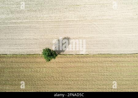 Einzelner Baum auf landwirtschaftlichem Feld aus der Luft von oben nach unten Stockfoto