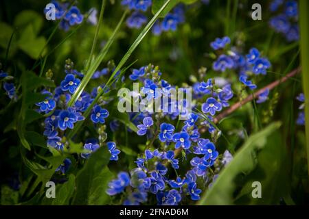 Speedwell aus der Vogelperspektive, Germander-Speedwell (Veronica chamaedrys) Stockfoto