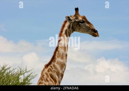 Seite auf dem Porträt der wilden angolanischen Giraffe (Giraffa camelopardalis angolensis) Etosha National Park, Namibia. Stockfoto