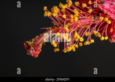 Melonenaphide Insekten der Art Aphis gossypii auf A Hibiskuspflanze Stockfoto