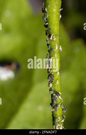 Melonenaphide Insekten der Art Aphis gossypii auf A Hibiskuspflanze Stockfoto