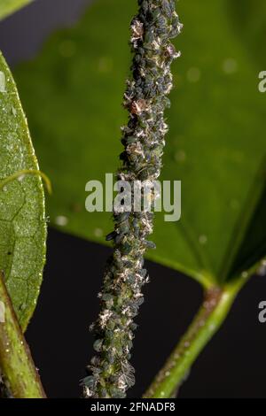 Melonenaphide Insekten der Art Aphis gossypii auf A Hibiskuspflanze Stockfoto