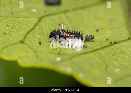 Asiatische Lady Beetle Larven der Art Harmonia axyridis fressen Blattläuse auf einer Hibiskuspflanze Stockfoto
