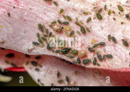 Melonenaphide Insekten der Art Aphis gossypii auf A Hibiskuspflanze Stockfoto