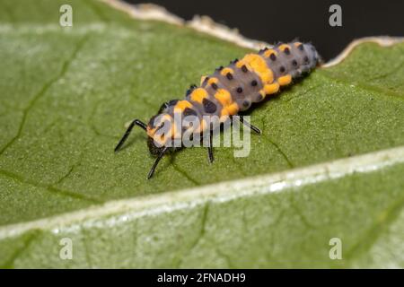 Makellose Lady Beetle Larven der Art Cycloneda sanguinea in Ein Hibiskusblatt Stockfoto