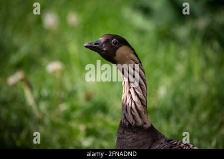Hawaiian goose (Branta sandvicensis) Stockfoto