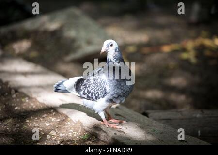 Brieftauben Stockfoto