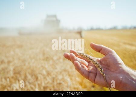 Die Hand berührt die Ohren der Gerste. Landwirt in einem Weizenfeld. Umfassendes Erntekonzept Stockfoto