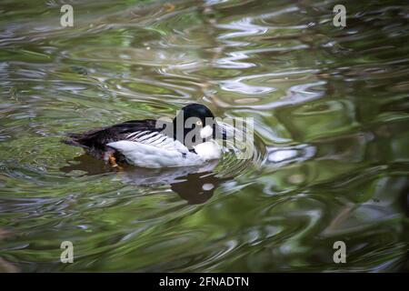 Gemeine Goldeneye-Ente (Bucephala clangula, Glaucionetta clangula clangula) Stockfoto