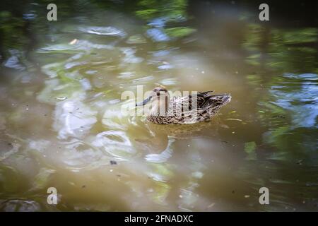 Garganey-Ente (Spatula querquedula, Anas querquedula, Querquedula querquedula) Stockfoto