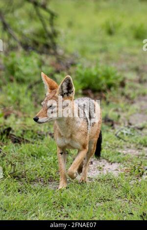 Nahaufnahme des Schwarzrückenjackals (Lupulella mesomelas), der in Richtung Etosha National Park, Namibia, läuft. Stockfoto