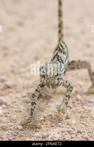 Nahaufnahme des Lap Necked Chameleon (Chamaeleo dilepis), das in Richtung Camera Etosha National Park, Namibia kriecht. Stockfoto
