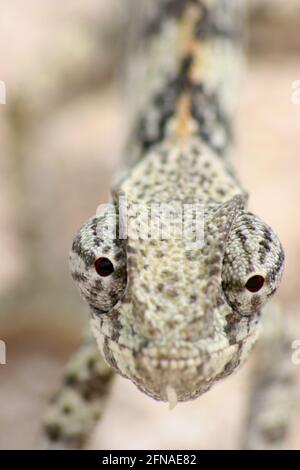 Nahaufnahme der Augen und des Kopfes des Lap Necked Chameleon (Chamaeleo dilepis), der auf den Etosha National Park, Namibia, starrt. Stockfoto