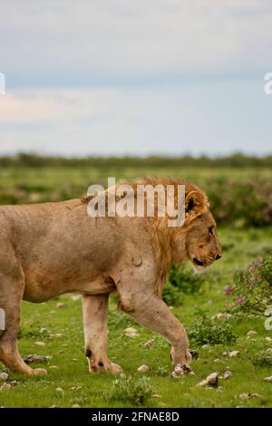 Seite auf dem Porträt eines wilden Löwen (Panthera leo), der im Etosha National Park, Namibia, spaziert. Stockfoto