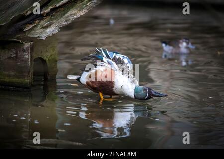 Nördliche Schaufelente (Anas clypeata, Spatula clypeata) Stockfoto