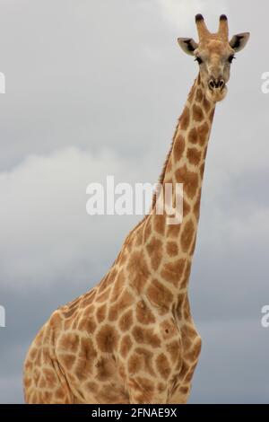 Landschaftsporträt der wilden angolanischen Giraffe (Giraffa camelopardalis angolensis) aus der Nähe Etosha National Park, Namibia. Stockfoto