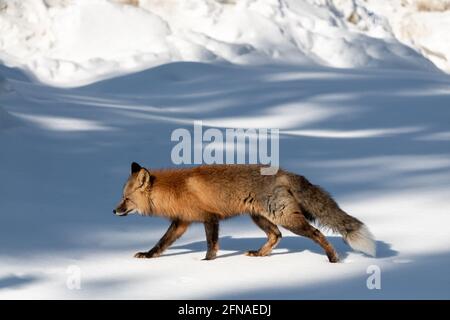 Roter Wildfuchs, der im Winter an einem sonnigen Tag mit Schatten durch eine verschneite Landschaft geht. Gesehen in der Natur, Wildnis Umwelt. Stockfoto