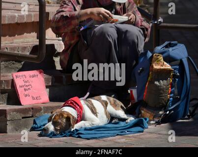 Ein Mann sitzt neben einem Bürgersteig mit einem Hund und einem Schild, das um Spenden bittet, um Hundefutter zu kaufen. Stockfoto