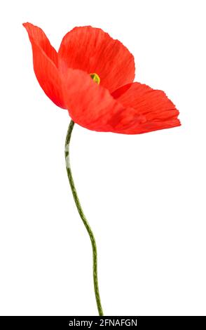 Roter Mohn Blume auf weißem Hintergrund Stockfoto