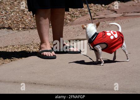 Eine Frau geht mit ihrem Haustier chihuahua in Santa Fe, New Mexico. Stockfoto