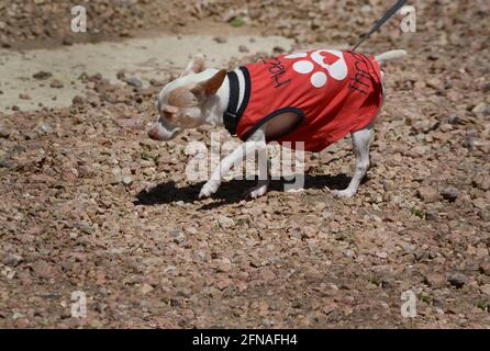 Eine Frau geht mit ihrem Haustier chihuahua in Santa Fe, New Mexico. Stockfoto