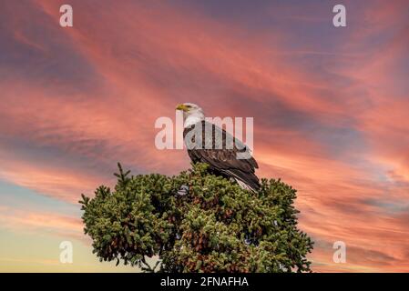 Majestätischer Weißkopfseeadler, der im Frühling auf einer Fichte thront, mit atemberaubendem rosa Sonnenuntergang am Himmel. Stockfoto