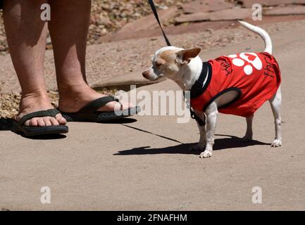 Eine Frau geht mit ihrem Haustier chihuahua in Santa Fe, New Mexico. Stockfoto