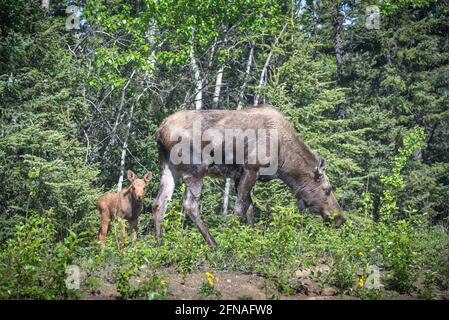 Eine Mutter und ein junges, Baby, Wadenelch, gesehen zwischen Sommer grünen Bäumen und Gras im Norden Alaskas, in der Nähe von Fairbanks. Stockfoto