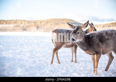 Weibliche Maultier-Hirte, die während eines eisigen, kalten, schneebedeckten Tages mit blauem Himmel und Bergen im Hintergrund in einer Winterszene stehen. Stockfoto