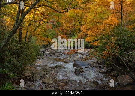 Der Bach fließt im Herbst in den Little Pigeon River Smokies Stockfoto