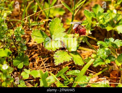Eine Hausfliege stielt auf einer wilden Beere auf einem Feld. Stockfoto