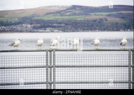 Möwenreihe auf Schiene am Meer in Greenock Stockfoto