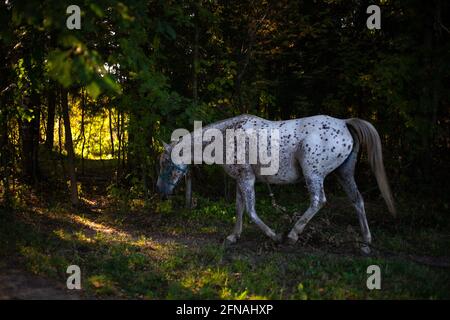 Pferd auf dem Bauernhof. Schönes Foto von einem Pferd im Wald. Die Farbe der Stute kombiniert weiße und braune Farben. Schöner Rahmen eines edlen Tieres. Stockfoto