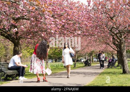 Besucher genießen die Kirschblüte im Frühling im London greenwich Park, England Stockfoto