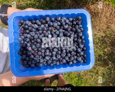 Halten SIE EINEN Behälter mit frisch gepflückten Blaubeeren Stockfoto