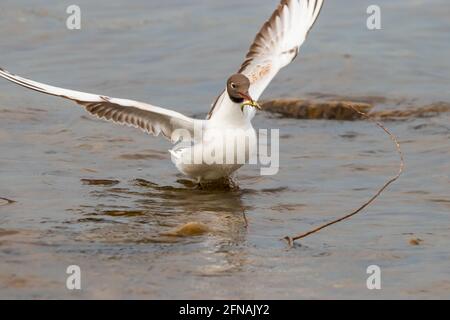 Möwe hat am Bodensee einen Fisch gejagt In Altenrhein in der Schweiz 28.4.2021 Stockfoto