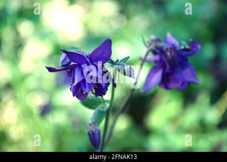 Aquilegia lila im Frühlingsgarten. Violette Blüten von Aquilegia im natürlichen Hintergrund. Stockfoto