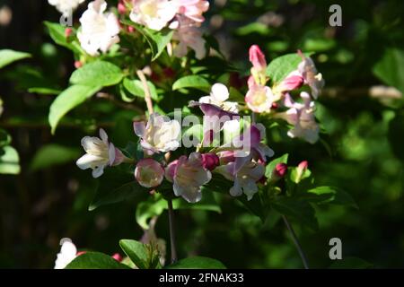 Schöne rosafarbene Blumen Weigela florida. Blumen von weigela florida. Blühender Garten im Frühlings-Garten an sonnigen Tagen. Stockfoto