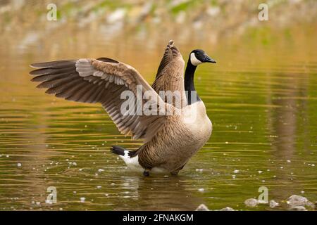 Kanadagans im Frühling; (Branta canadensis), die ihre Flügel ausbreitet Stockfoto