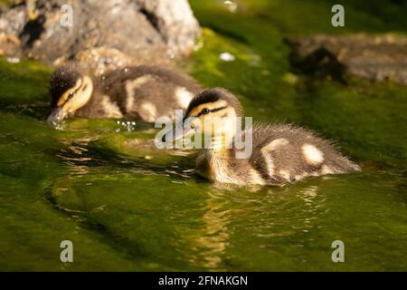 Mallard Entlein im Frühling, Schwimmen in einem Bach Stockfoto